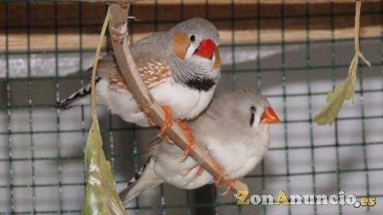 Vendo pájaros diamante mandarín